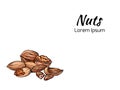 Banner with illustration of colored cartoon nuts and place for text. Walnut, pecan and almond. Vector template